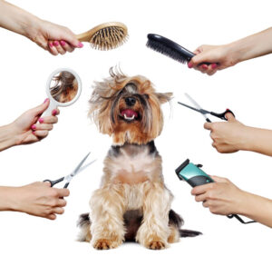 dog grooming